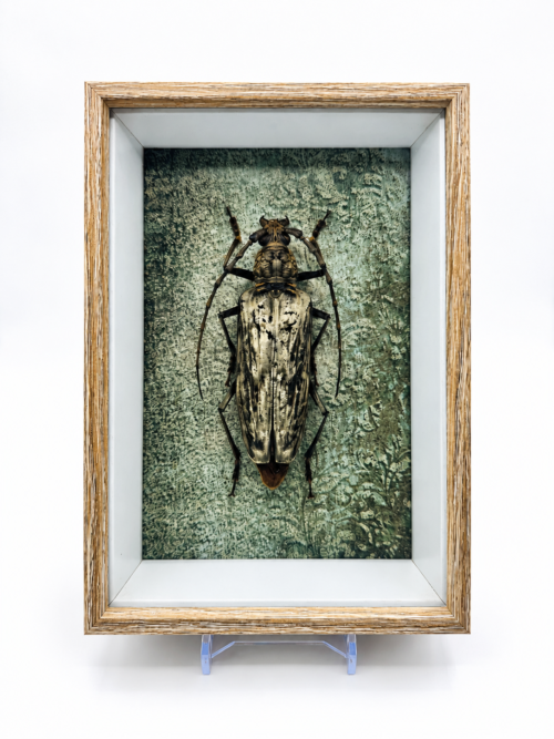Coléoptère longicorne naturalisé dans un cadre entomologique