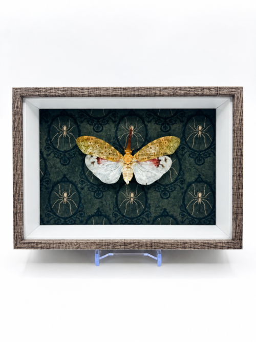 Fulgoridae naturalisé encadré pour cabinet de curiosités