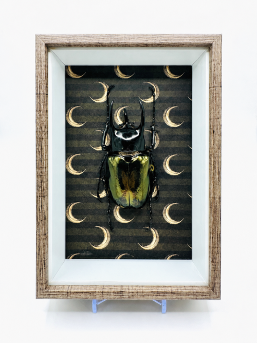 Chalcosoma Atlas encadré dans une création entomologique lunaire