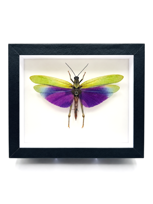 Titanacris Albipes mâle naturalisé ailes ouvertes en cadre 18x13 cm