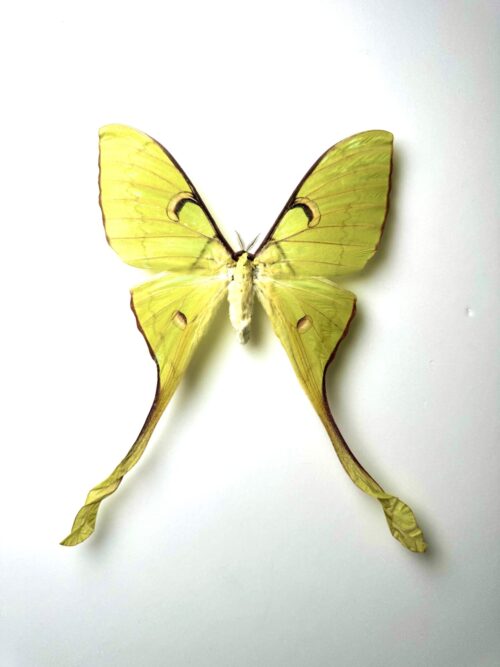Actias maenas femelle – papillon jaune naturalisé