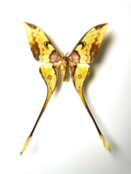 Actias maenas mâle – papillon jaune naturalisé