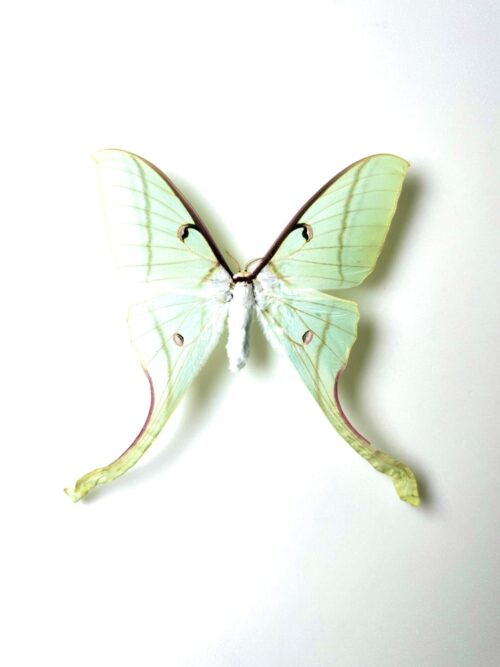 Actias rhodopneuma femelle – papillon vert naturalisé