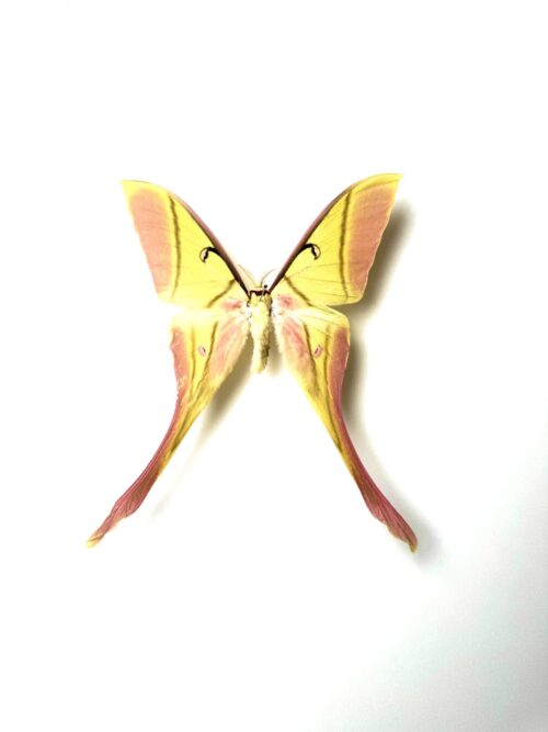 Actias rhodopneuma mâle – papillon jaune et rose naturalisé