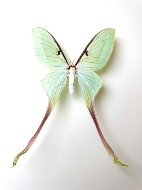 Actias dubernardi femelle – papillon rose naturalisé